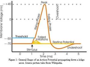 requirements for PA school: action potential requirements for PA school: action potential