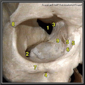 eye orbit diagram the infraorbital foramen