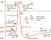 Prerequisites For PA School: Four Physiology Concepts To Master Now
